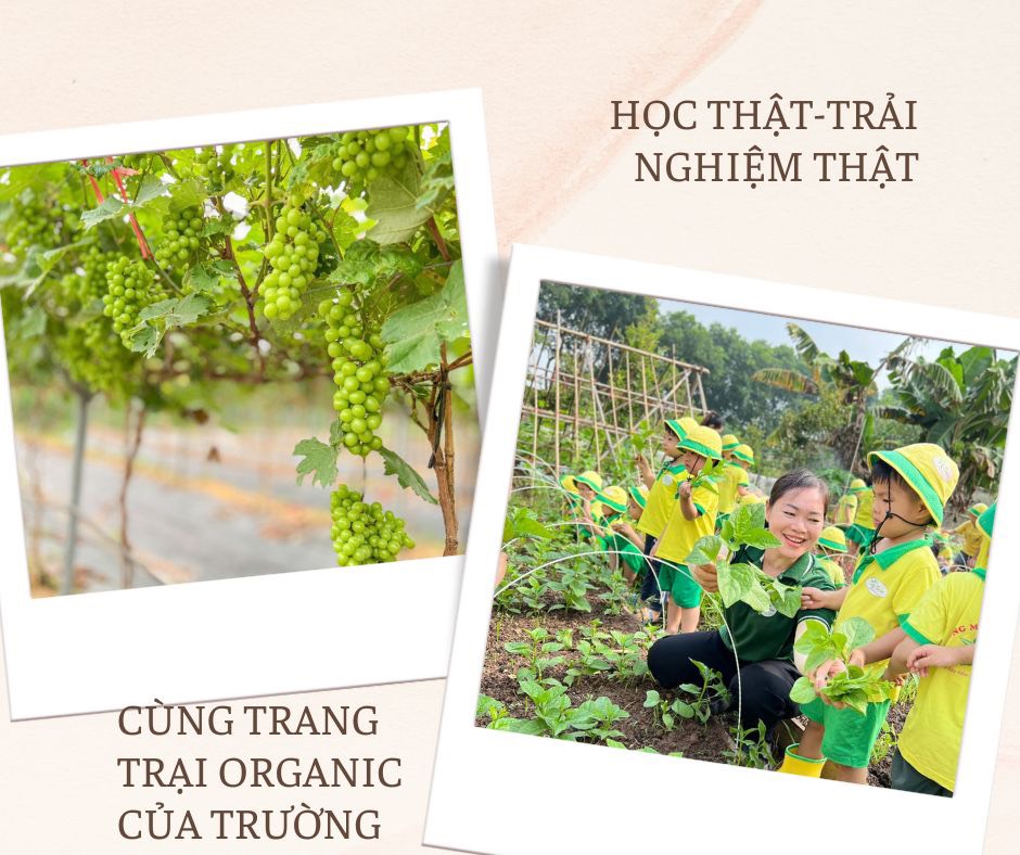 Trải nghiệm trang trại Mầm non Việt An