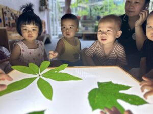 Mầm non Việt An - Quan sát lá cây