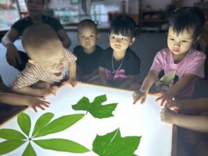 Mầm non Việt An - Quan sát lá cây