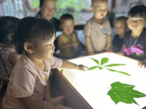 Mầm non Việt An - Quan sát lá cây