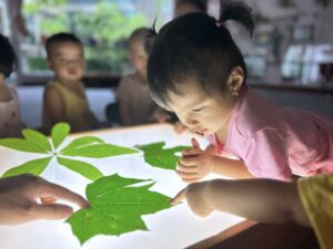 Mầm non Việt An - Quan sát lá cây